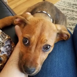 Dog Training Philadelphia