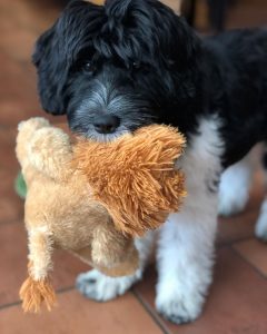 Puppy Training Philadelphia