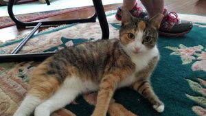Cat Behaviorist in Philadelphia